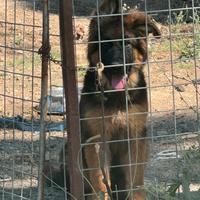 Pastore tedesco pelo lungo