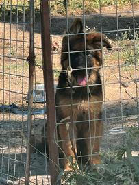 Pastore tedesco pelo lungo