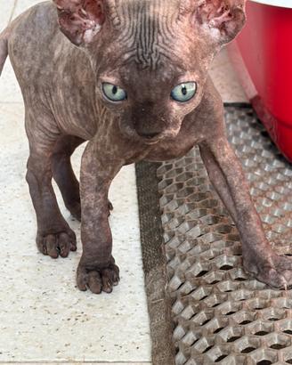 Sphynx gatto nudo