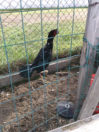 Gallo shamo