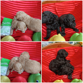 Nuove Cucciolate Barboncino di Diverso Colore