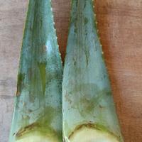  Aloe Vera  foglie fresche