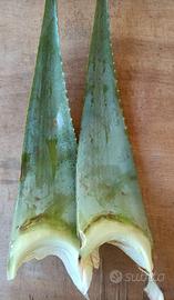  Aloe Vera  foglie fresche