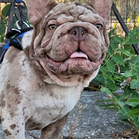 Stallone BIG Rope Velvet Royo Merle Bulldog France
