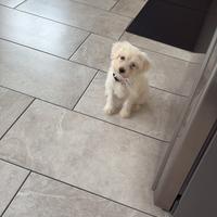 Cucciolo di maltese toy