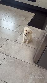 Cucciolo di maltese toy