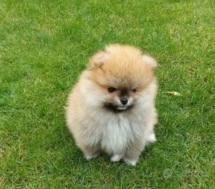 Cuccioli di spitz pomerania maschio femmina