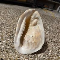 Grande conchiglia decorativa