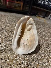 Grande conchiglia decorativa