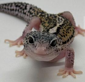 Geco leopardino