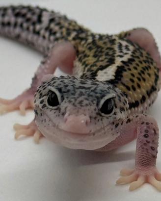 Geco leopardino