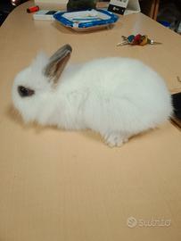 Conigli nano