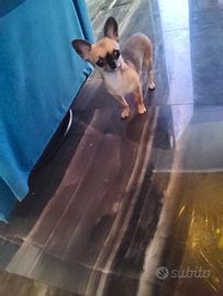 Iut chihuahua mini Toy