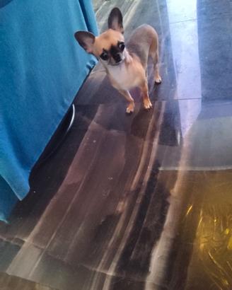 Iut chihuahua mini Toy