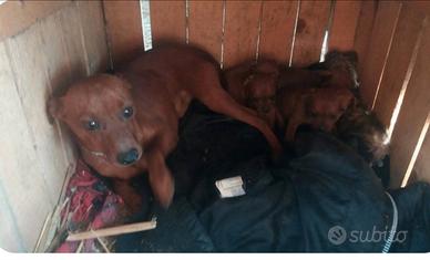 Cuccioli di pinscher