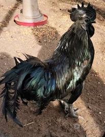 Gallo ayam cemani