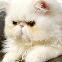 Maschietto persiano ipertipico