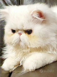 Maschietto persiano ipertipico