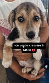 CUCCIOLI 3 MESI Taglia media