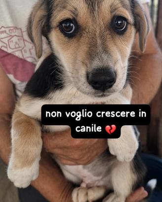 CUCCIOLI 3 MESI Taglia media