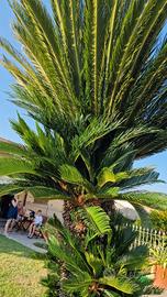 Pianta da giardino Cycas Revoluta