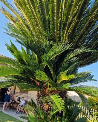 Pianta da giardino Cycas Revoluta