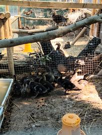 Anatre Germani e Anatre Pinguino