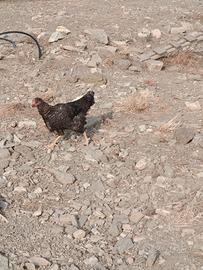 Galline Plymouth Rock