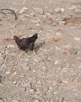 Galline Plymouth Rock