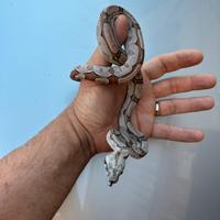 0.2 BCI morph nati 2024