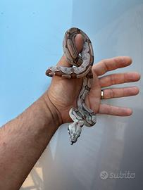 0.2 BCI morph nati 2024