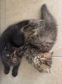 Gatti persiani