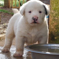 Pastore dell' Asia Centrale,sangue TURKMENO