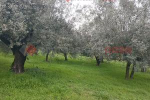 Terreno Residenziale Boville Ernica (Casavitola)