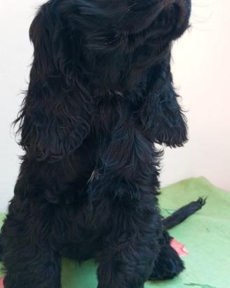 Cuccioli di cocker neri