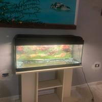 Acquario