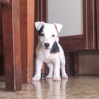 Jack Russell terrier