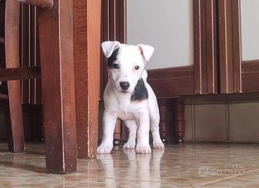 Jack Russell terrier