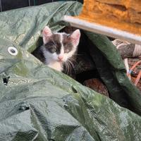 Gattini cuccioli