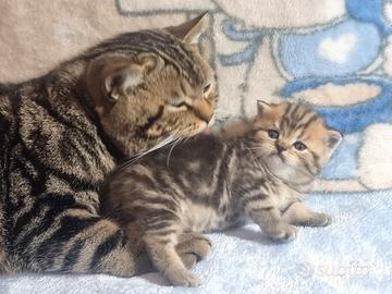 Gattini British Shorthair