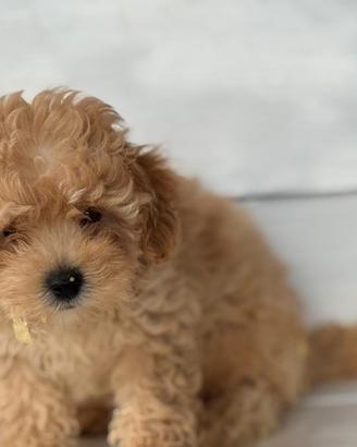 Maltipoo