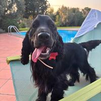 Cocker maschio per accoppiamento