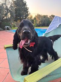Cocker maschio per accoppiamento