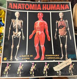 Anatomia humana serima