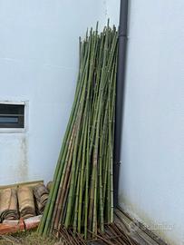 Canne pomodori a Sacile (Pn)