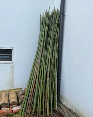 Canne pomodori a Sacile (Pn)