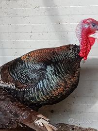 Tacchino maschio nero