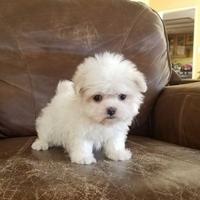 Maltese cucciolo ultimo rimasto toy