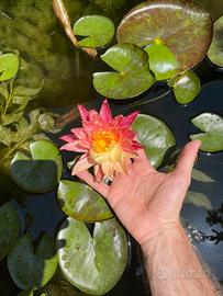 Piante acquatiche per laghetti e stagni