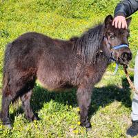 Pony femmina 10 mesi